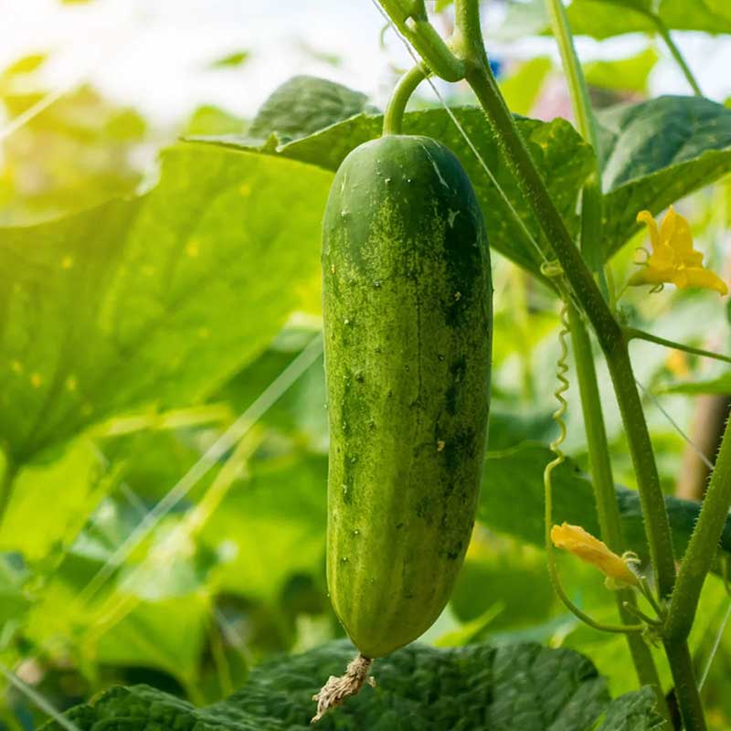 AgroTech