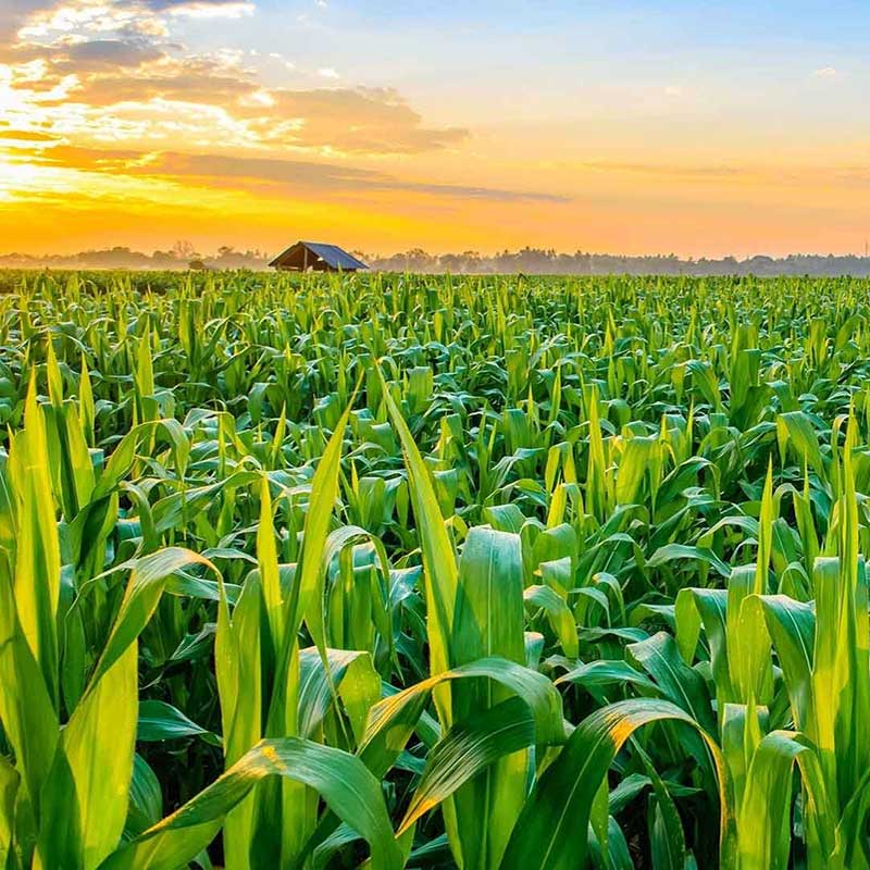 AgroTech